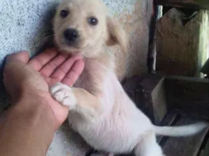 Cachorro raça SRD idade 2 a 6 meses nome Branco