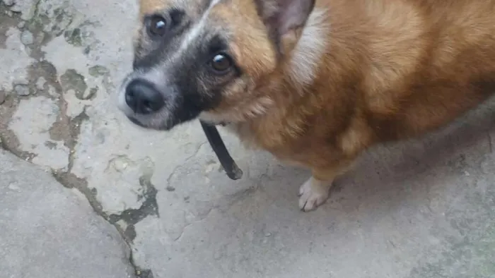 Cachorro ra a  idade 7 a 11 meses nome Bethoven