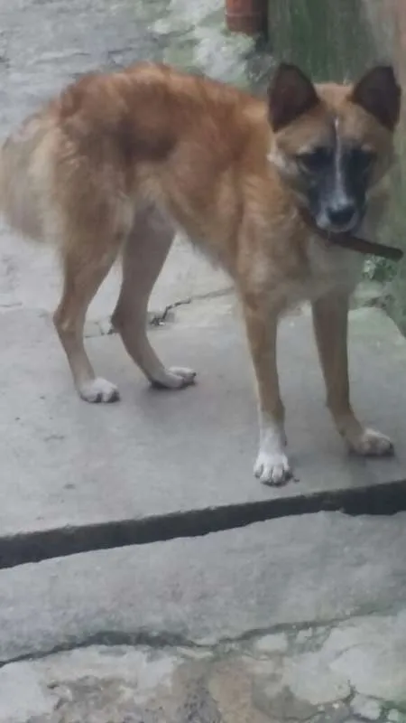 Cachorro ra a  idade 7 a 11 meses nome Bethoven