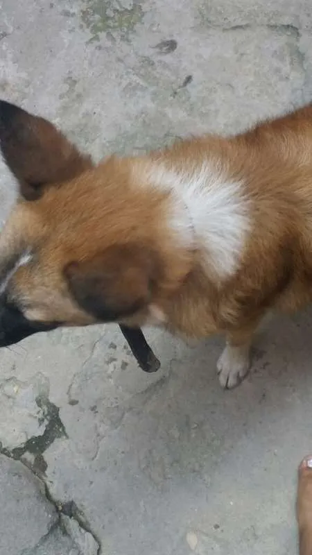 Cachorro ra a  idade 7 a 11 meses nome Bethoven