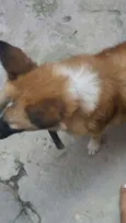 Bethoven