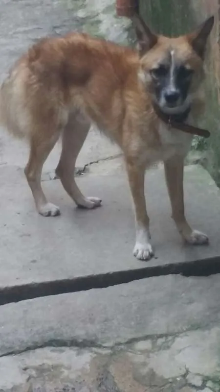 Cachorro ra a  idade 7 a 11 meses nome Bethoven