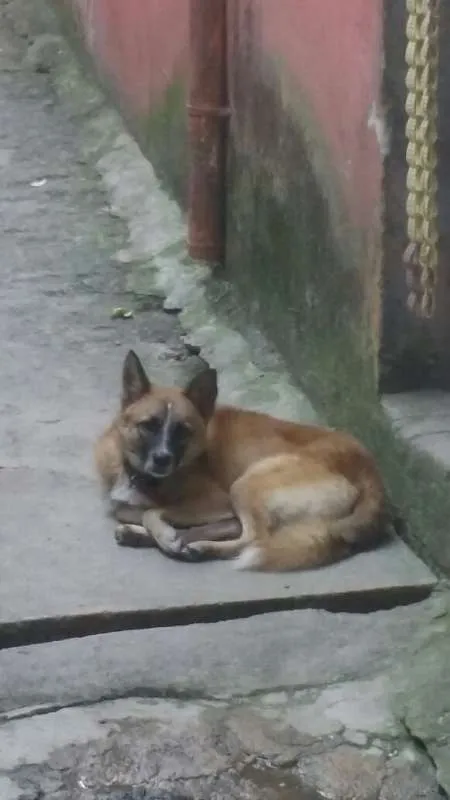 Cachorro ra a  idade 7 a 11 meses nome Bethoven
