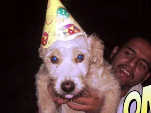 Cachorro raça SRD idade 3 anos nome Bruce