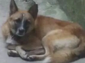 Cachorro raça  idade 7 a 11 meses nome Bethoven