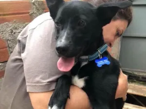 Cachorro raça SRD idade  nome Spike