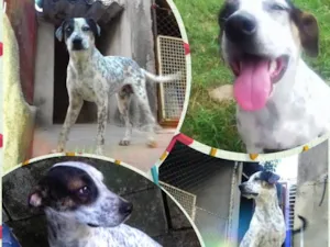 Cachorro raça SRD idade 7 a 11 meses nome Xodó
