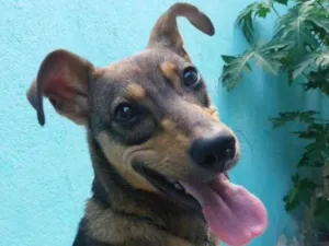 Cachorro raça Vira latinha idade 1 ano nome Florzinha