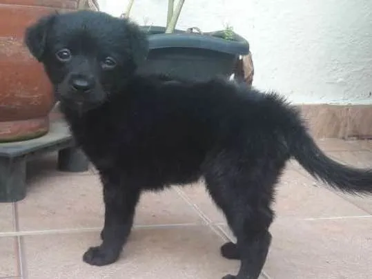 Cachorro ra a Poodle com fox idade Abaixo de 2 meses nome Max