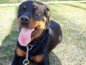 Cachorro raça Rotwailler  idade 2 anos nome Simba