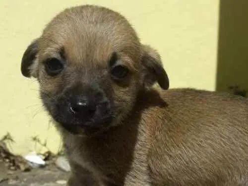 Cachorro ra a  idade Abaixo de 2 meses nome Não tem ainda