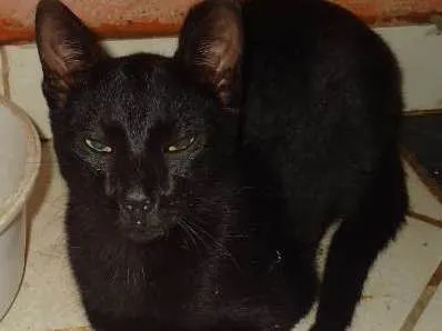 Gato ra a Vira Lata idade 7 a 11 meses nome Sem nome 