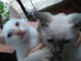 Gatinhos Machos