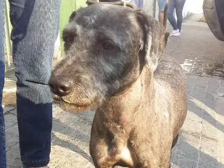 Cachorro ra a SRD idade 3 anos nome Rocky Balboa