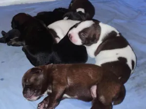 Cachorro raça indefinida idade Abaixo de 2 meses nome Vários