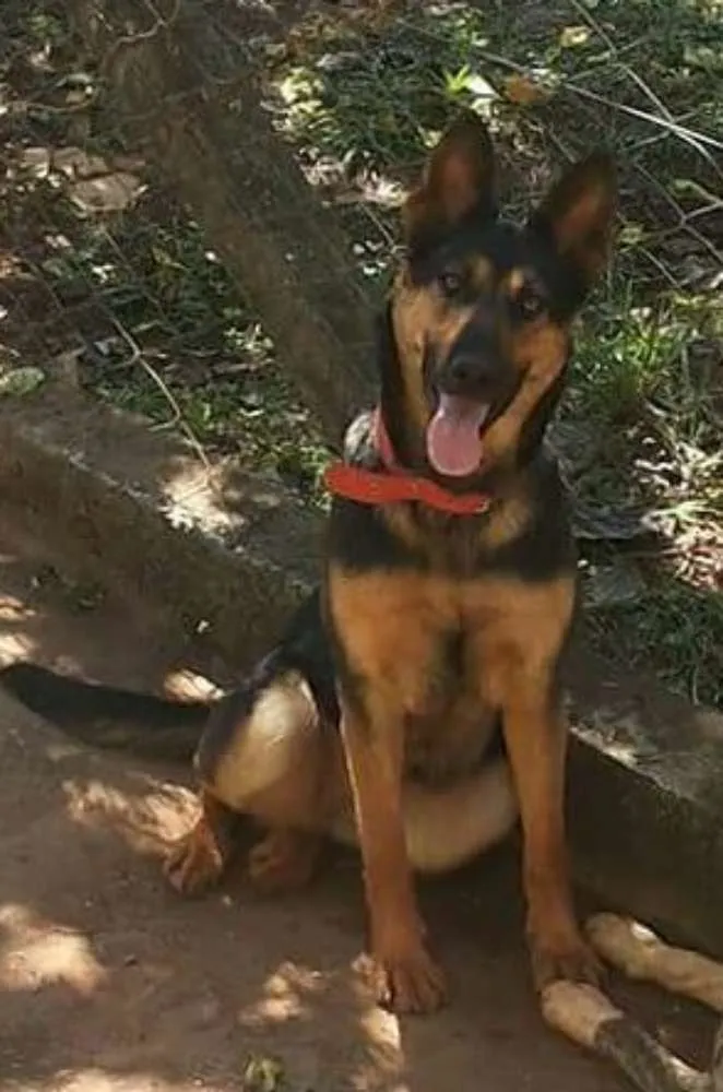 Cachorro ra a Pastor alemão idade 5 anos nome Lara