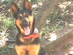 Cachorro raça Pastor alemão idade 5 anos nome Lara