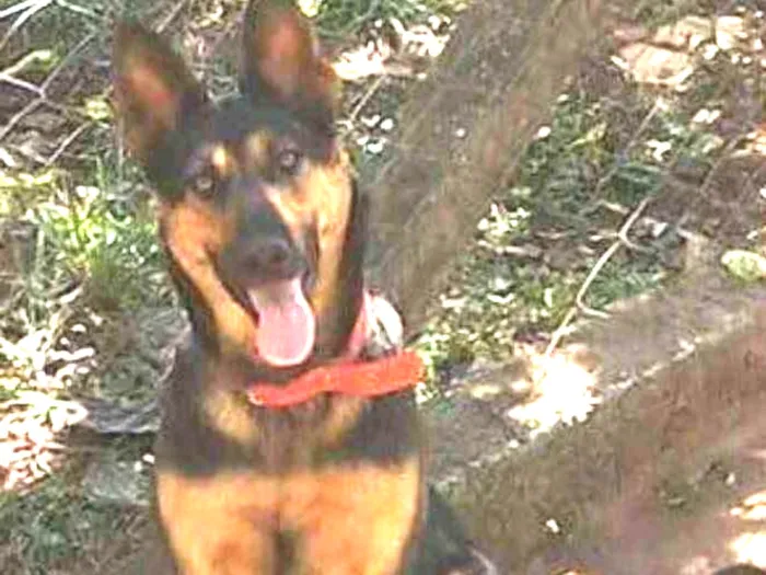 Cachorro ra a Pastor alemão idade 5 anos nome Lara