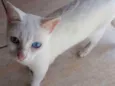 Mel