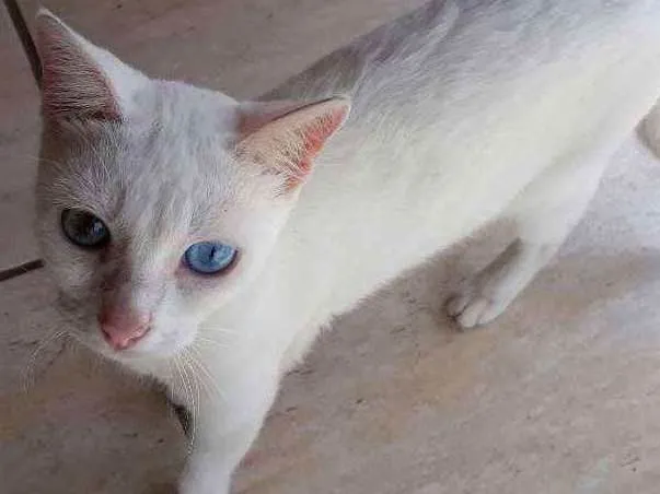 Gato ra a  idade 2 a 6 meses nome Mel