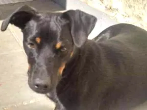 Cachorro raça Não identificada idade 1 ano nome Luna