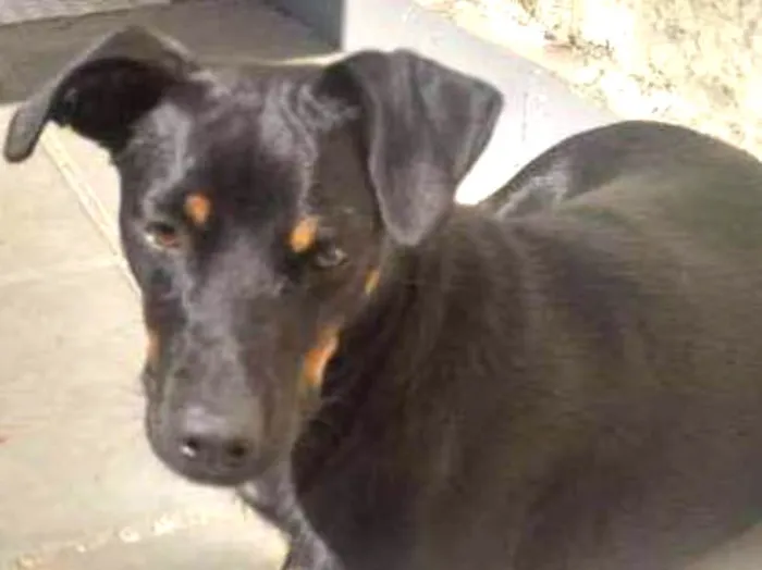 Cachorro ra a Não identificada idade 1 ano nome Luna