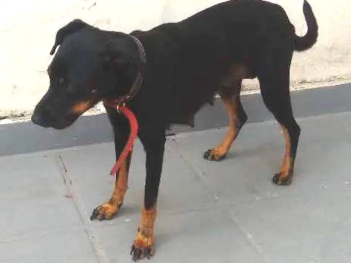 Cachorro ra a Não identificada idade 1 ano nome Luna