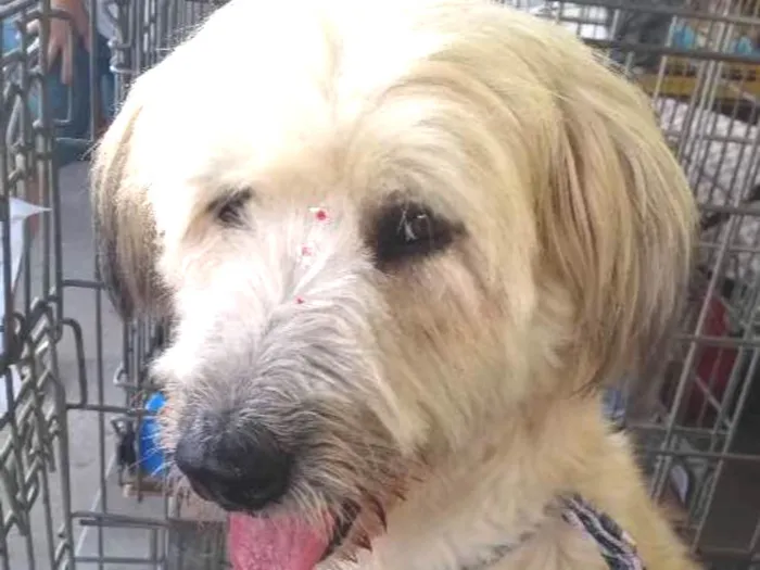 Cachorro ra a Não definida idade 2 anos nome Melissa