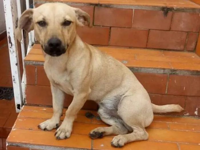 Cachorro ra a Srd idade 1 ano nome Bob