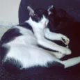 Pandora e Tonico