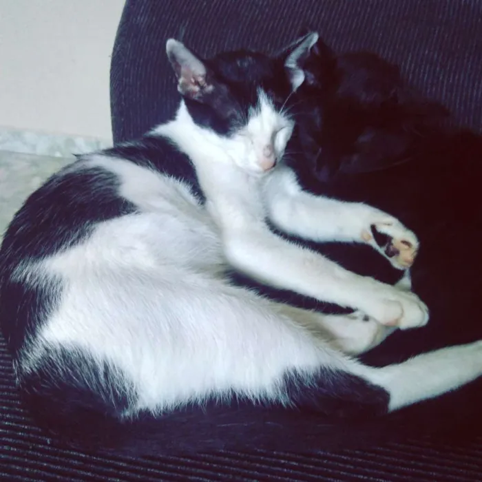 Gato ra a SRD idade 7 a 11 meses nome Pandora e Tonico