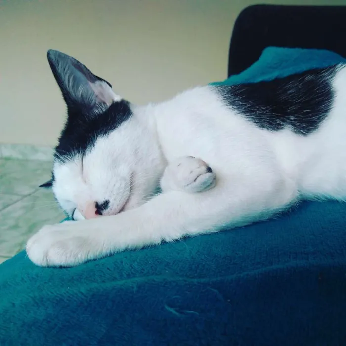 Gato ra a SRD idade 7 a 11 meses nome Pandora e Tonico