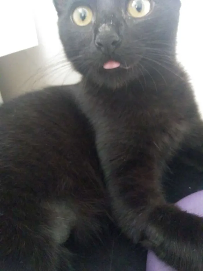 Gato ra a SRD idade 7 a 11 meses nome Pandora e Tonico