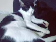 Pandora e Tonico