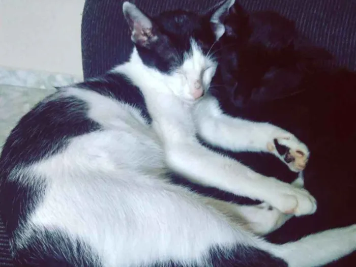 Gato ra a SRD idade 7 a 11 meses nome Pandora e Tonico