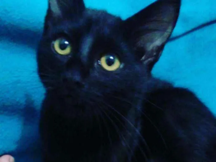 Gato ra a SRD idade 7 a 11 meses nome Pandora e Tonico