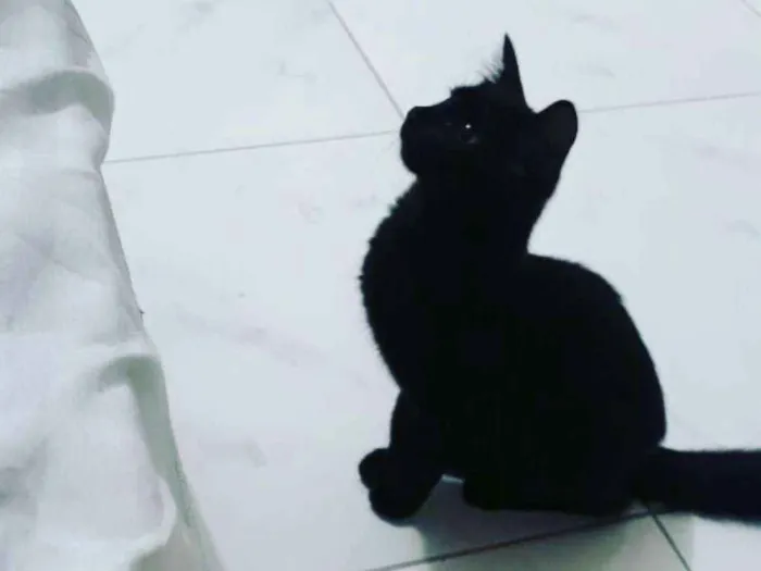 Gato ra a SRD idade 7 a 11 meses nome Pandora e Tonico
