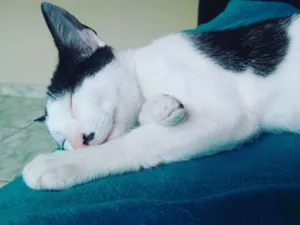 Gato raça SRD idade 7 a 11 meses nome Pandora e Tonico