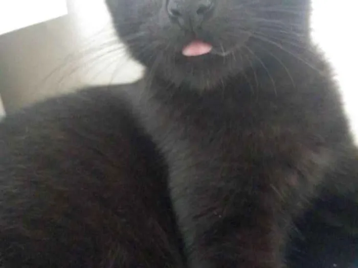Gato ra a SRD idade 7 a 11 meses nome Pandora e Tonico