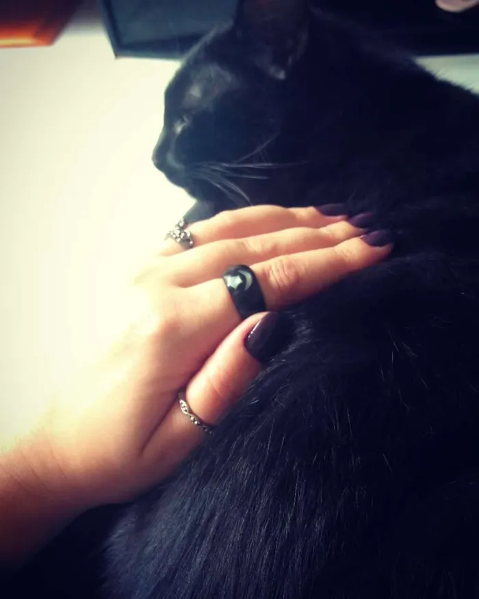 Gato ra a SRD idade 7 a 11 meses nome Pandora