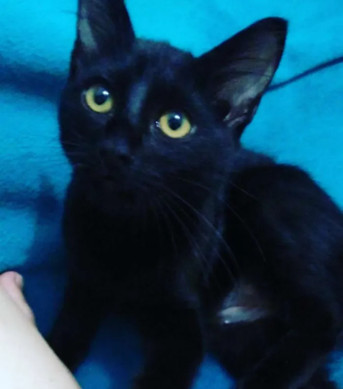 Gato ra a SRD idade 7 a 11 meses nome Pandora