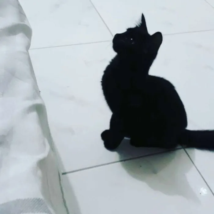 Gato ra a SRD idade 7 a 11 meses nome Pandora