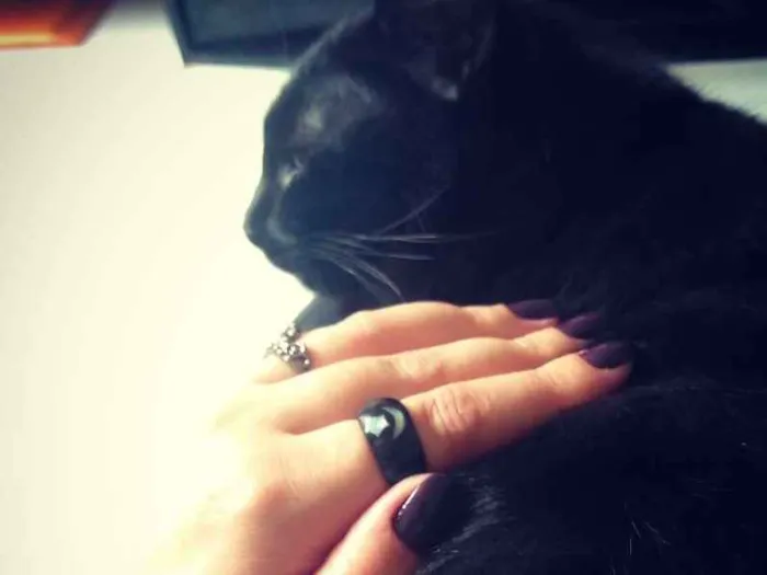 Gato ra a SRD idade 7 a 11 meses nome Pandora
