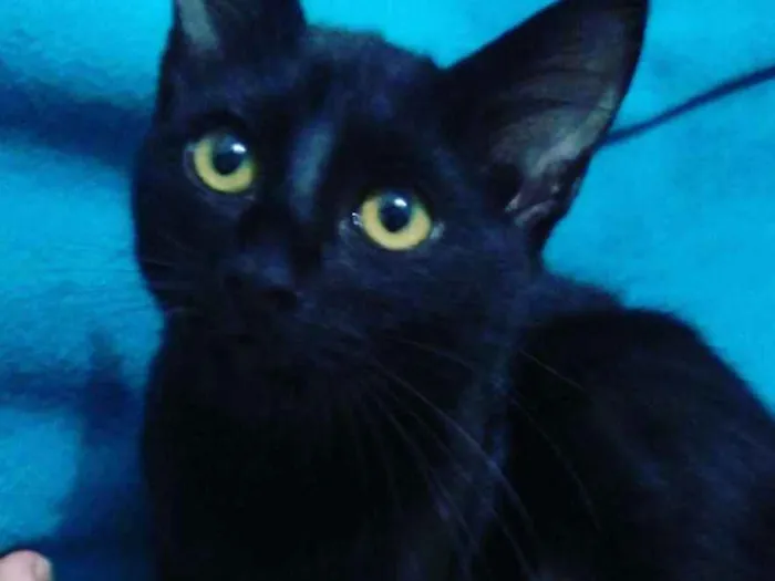 Gato ra a SRD idade 7 a 11 meses nome Pandora