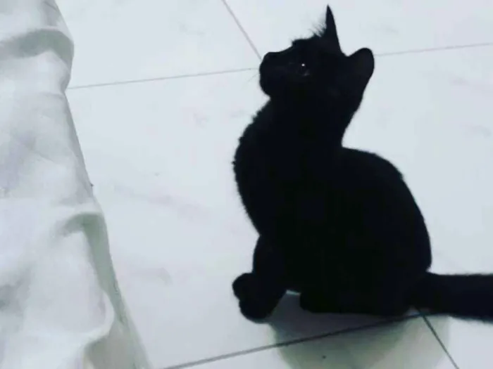 Gato ra a SRD idade 7 a 11 meses nome Pandora