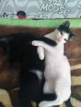 Tonico