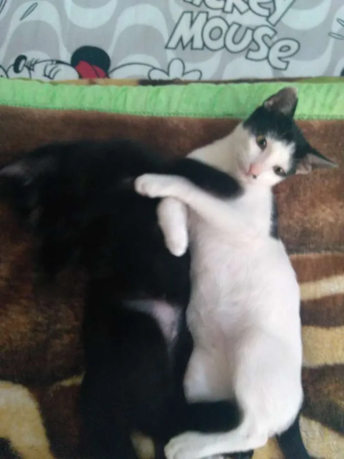 Gato ra a SRD idade 7 a 11 meses nome Tonico