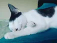Tonico