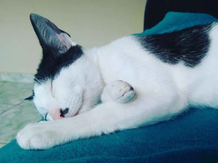 Gato ra a SRD idade 7 a 11 meses nome Tonico