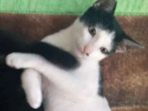 Gato ra a SRD idade 7 a 11 meses nome Tonico